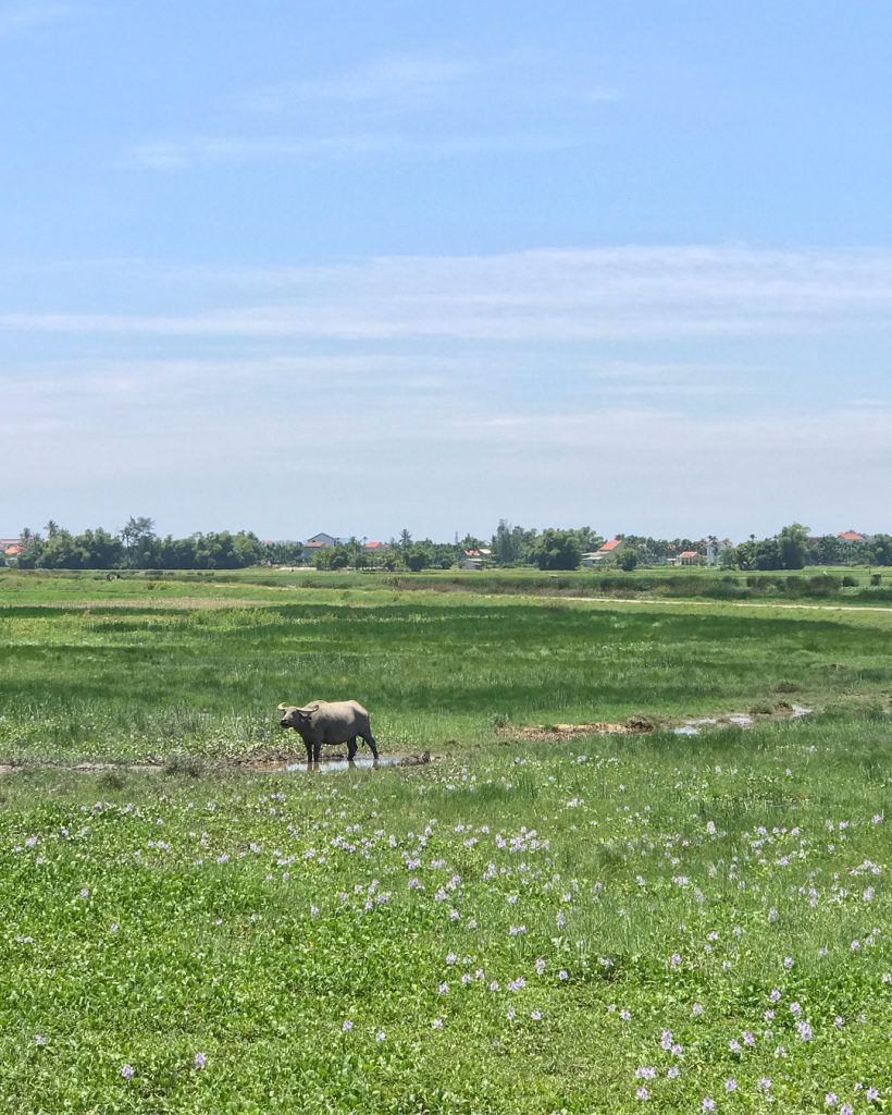 Aquela pequena rotina que a gente queria pra sempre:. – Cruzar plantações de arroz…