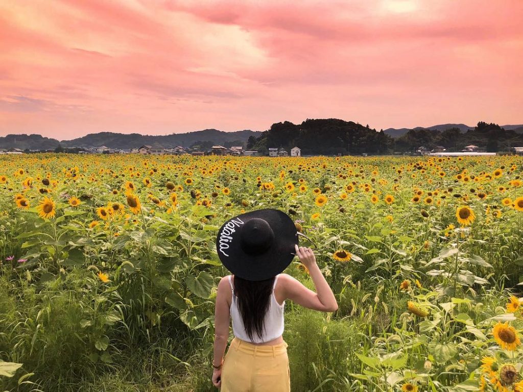 Sunflowers field in Kakegawa city what a beautiful place . . . . #sunflower…