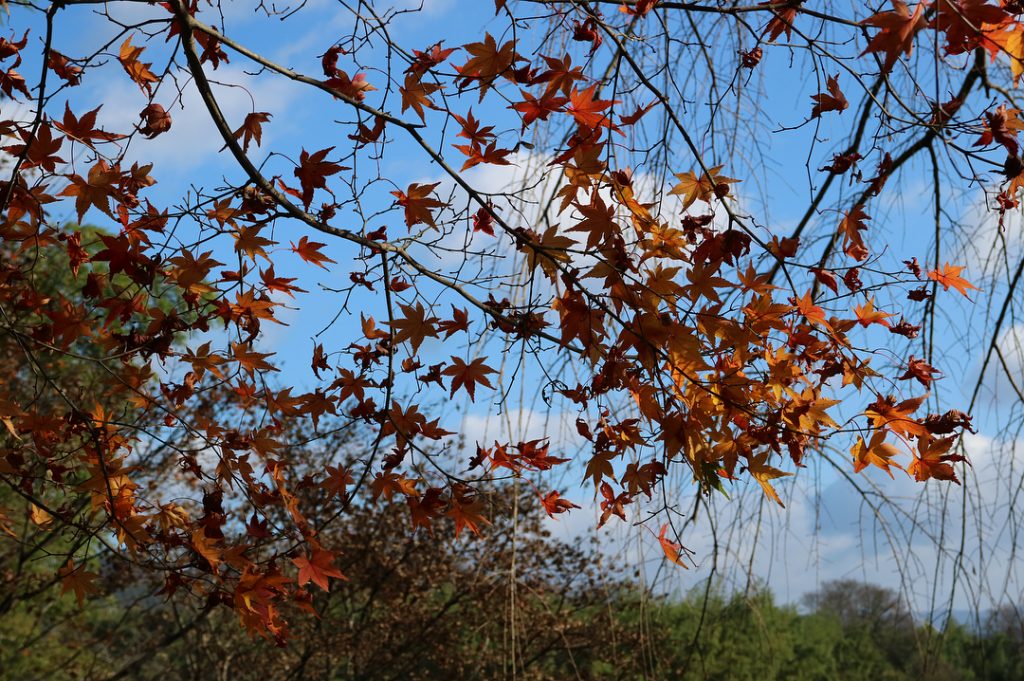 Autumn in Kyoto. : yours truly #throwback #travel #travelphotography #wanderlust #wander #kyoto #japan #autumn&hellip;