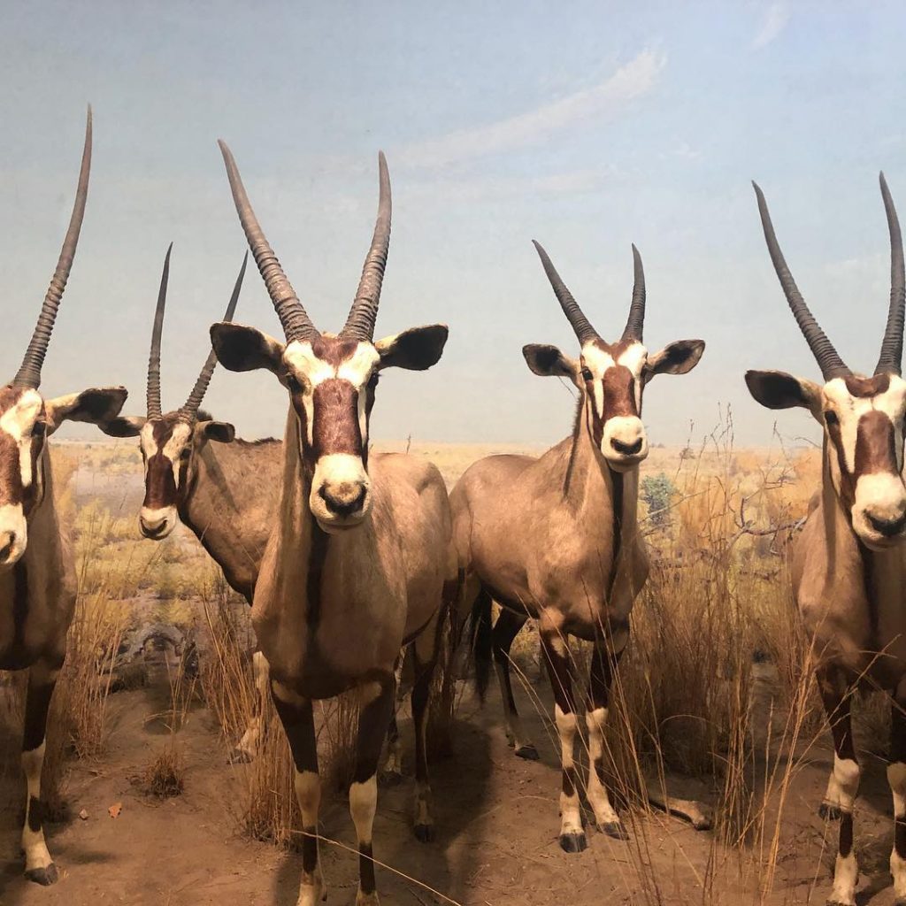 The American museum of natural history is one of the largest museum in the&hellip;