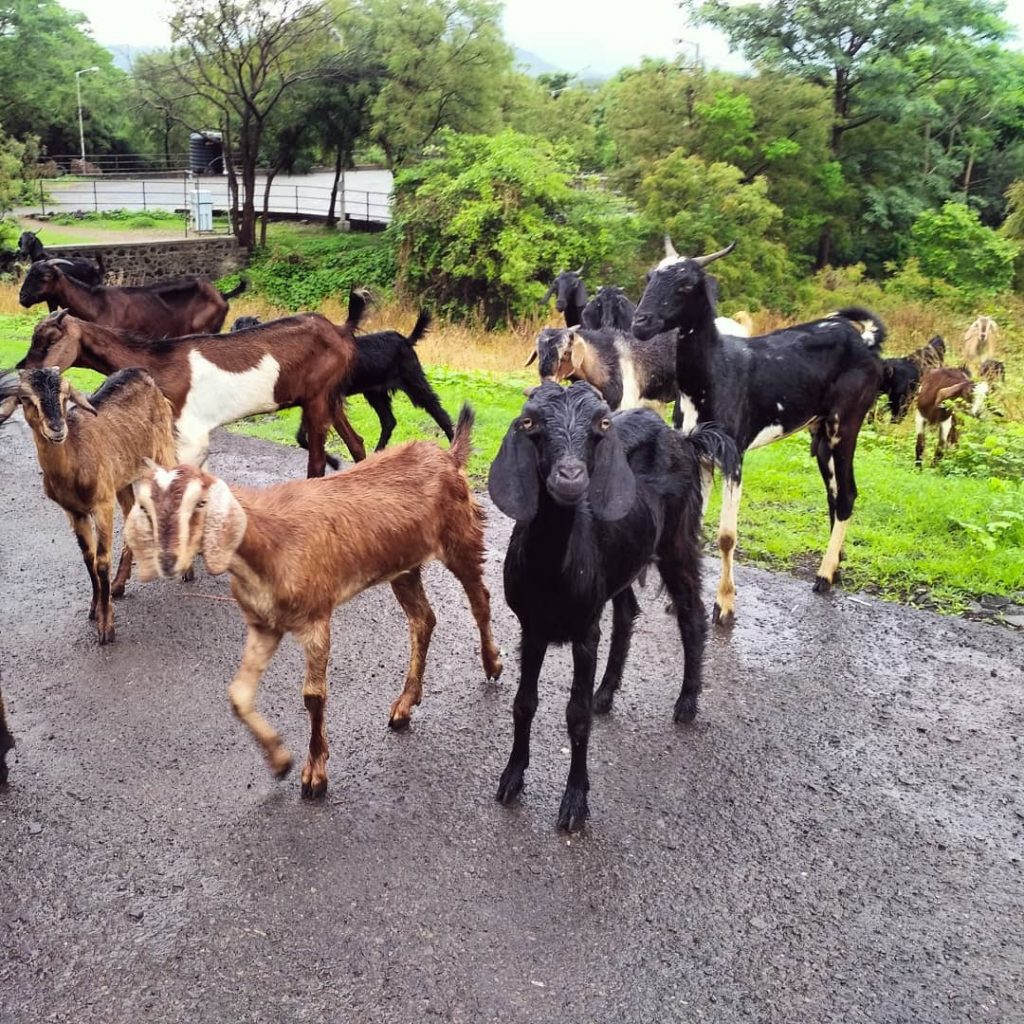 Loving the expression on this goat’s face! India. . . . . . #travelblog&hellip;