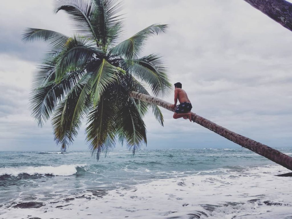 Coconuts 4 free Punta Uva, Puerto Viejo, Costa Rica ???????? . . . .…