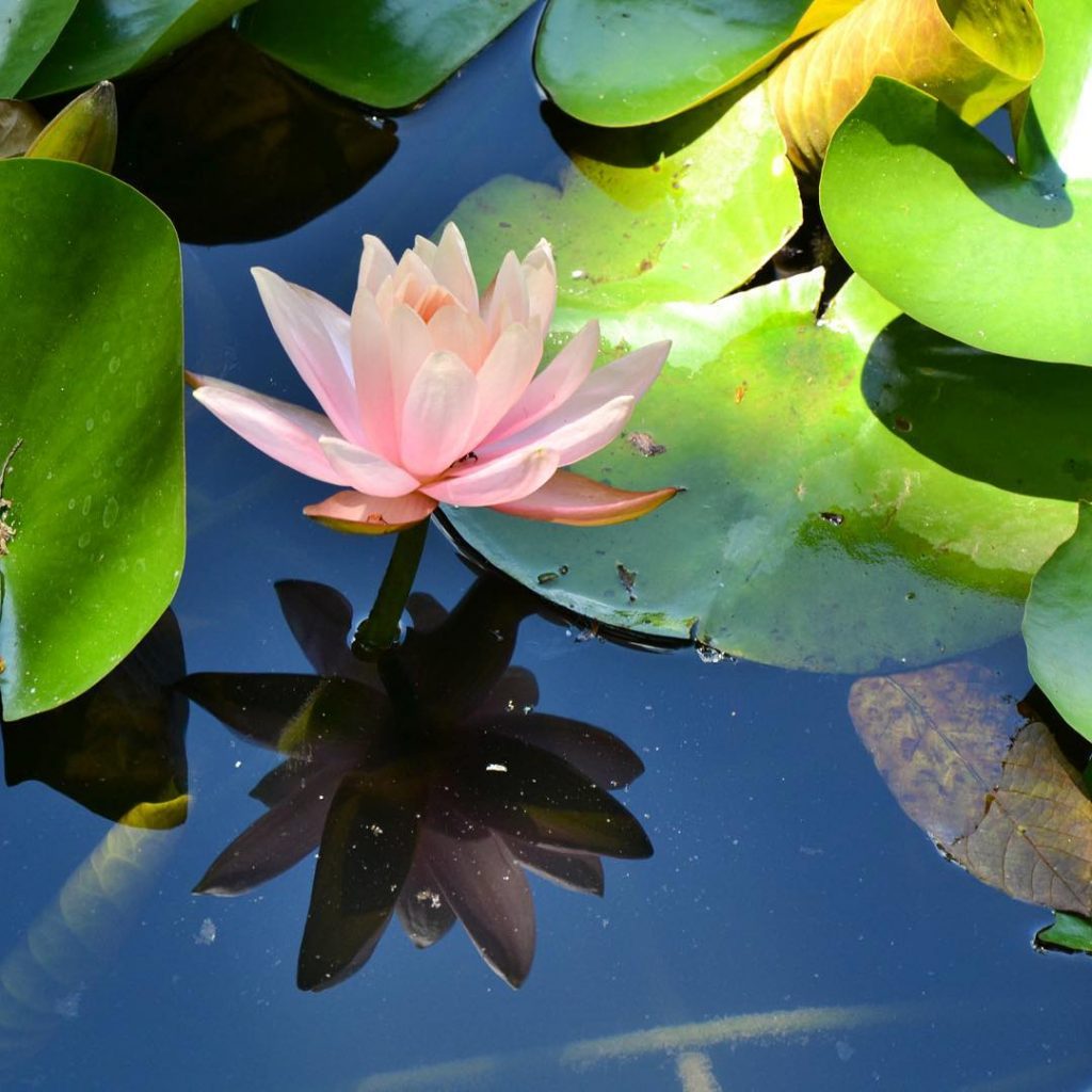 Lotus flower, spotted by a pretty pagoda in Kaohsiung, Taiwan. #ilovetaiwan #taiwan #amazingtaiwan #taiwan_dream&hellip;