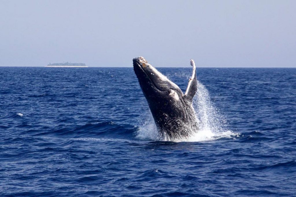 Yes, I have fun in the water #nadditraveltheworld #symanado #vonnullauflangfahrt #vondermoselindiesüdsee #sailing #sailingaroundtheworld #sailinginthepacific&hellip;