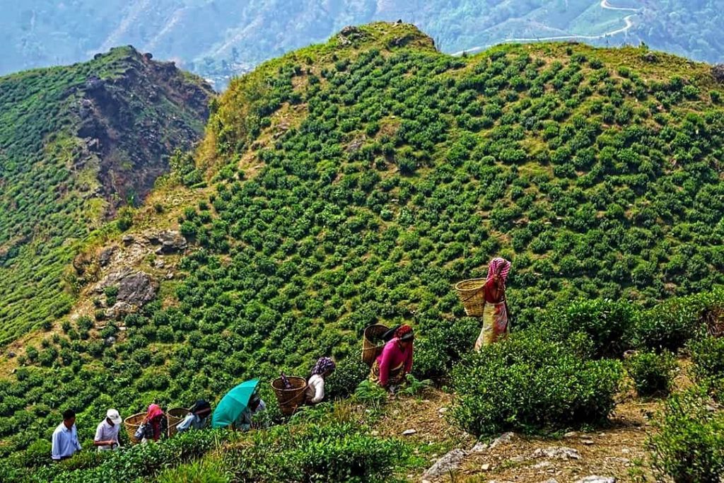 the travel #bnesimppl #tea #garden #teagardens #darjeeling #indianphototours #india #sonyalphain #travelphotography #sony #travelpic #teapluckers&hellip;