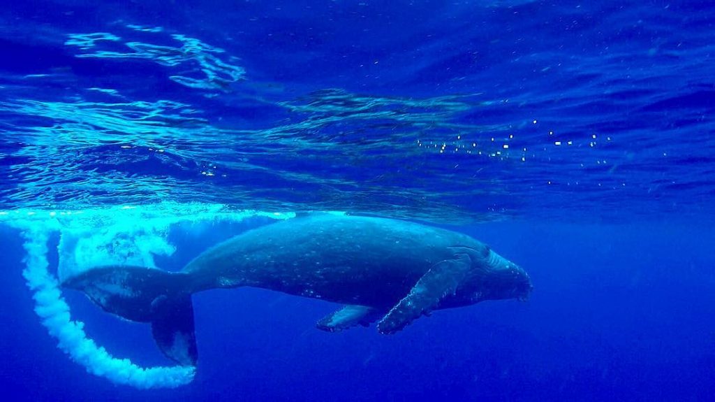 Wow, what an amazing experience. I would say another once in a lifetime experience&hellip;