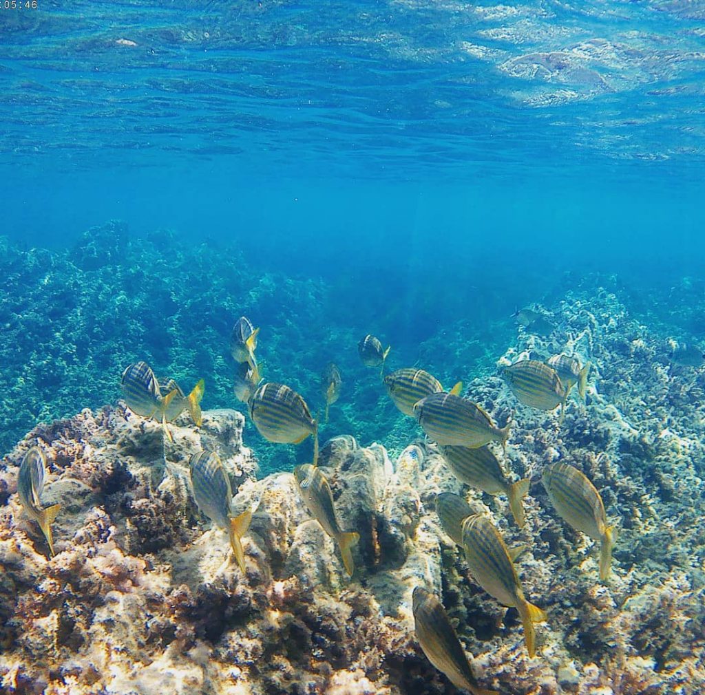 Underwater #backpackerstory #bestcommunitytravel #adventureinspired #makeheritage #lovetheworld #iamatraveler #discoverglobe #inspravel #neverstopexploring #happynow #bnesimppl #femmetravel #travelgirl&hellip;