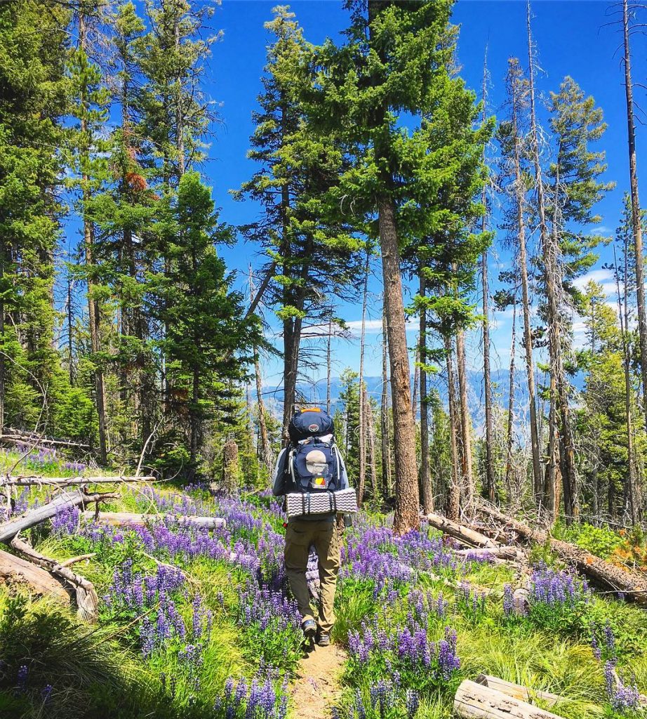 Hiking through fields of wildflowers in the Bitterroots Well played Montana