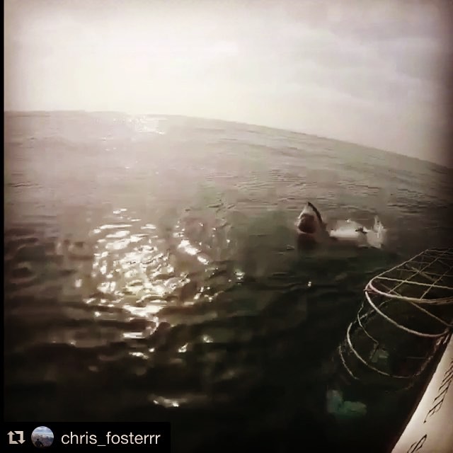 Reposting and throwin it back to cage #sharkweek ???? . . . . .&hellip;