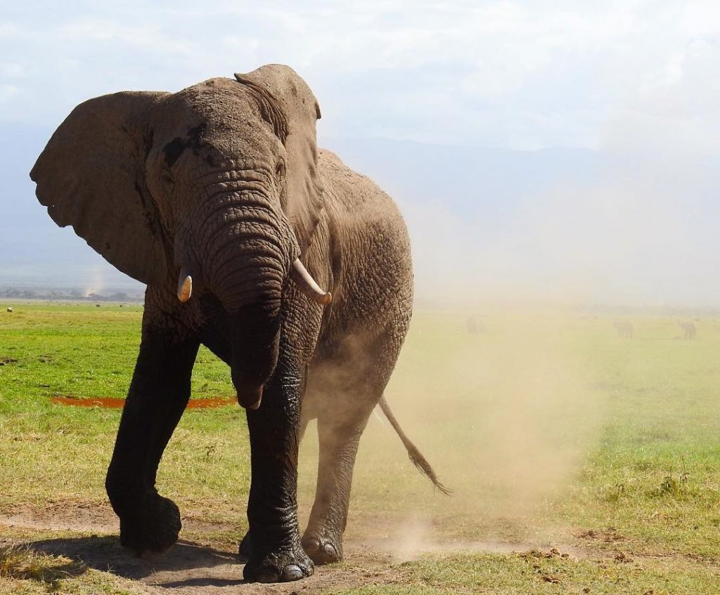 Amboseli National Park in Kenya is famous for the elephants. Here is a #throwback&hellip;