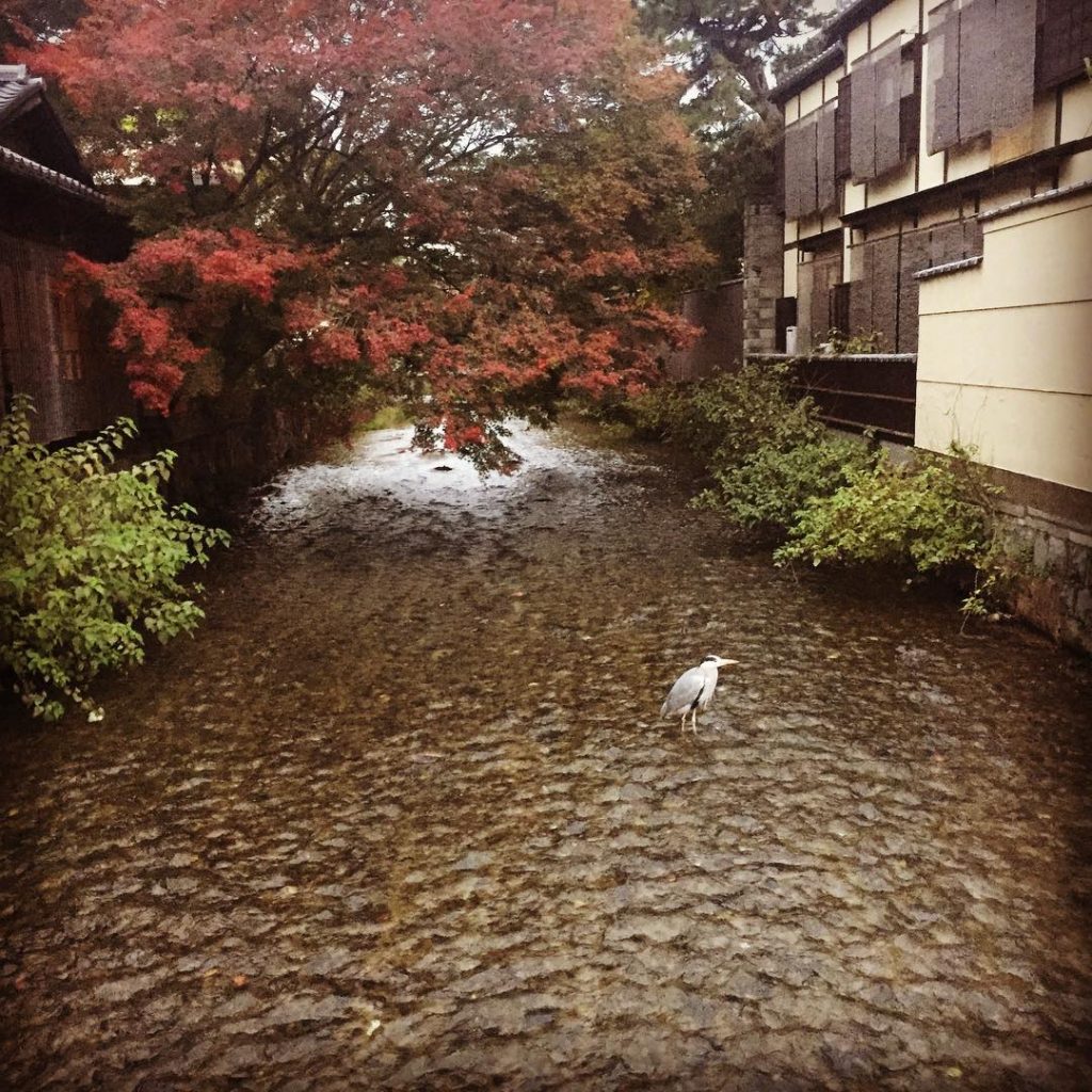 #kyoto #nature #japan #travel #travelphotography #lovetravel #travelgirl #travelfar #lovelife #moment #stream #beautifuldestinations #bnesimppl