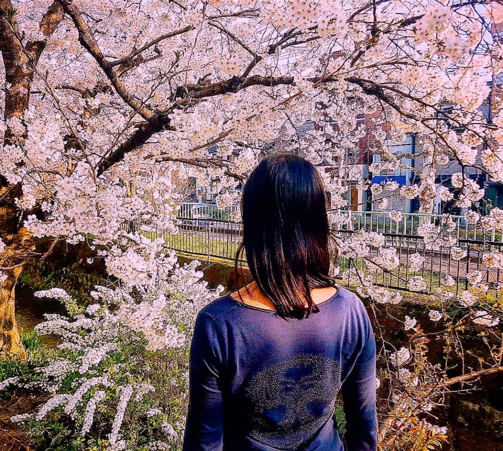 Hanami in Kyoto means full appreciation given to cherry blossoms to the point of…