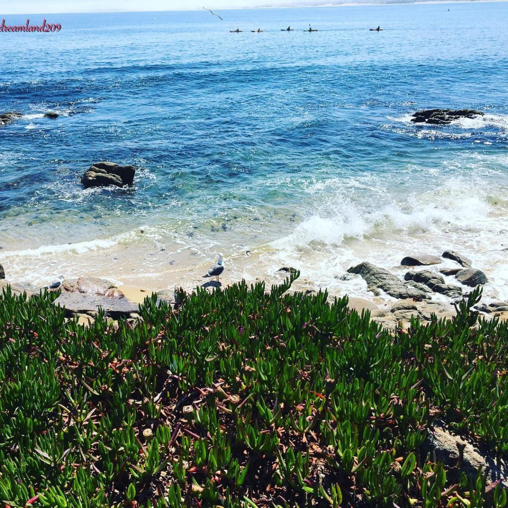 Monterey, Cannery Row California ©️dreamland209 #iamtb #visitusa #culturetrip #worldsphotos #outdoorsusa #365_happysnaps #thisismyroad #visittheusa #tropical…
