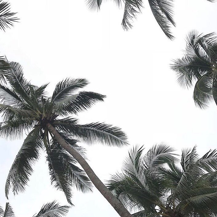 I can’t wait to lie down under these palm trees again.️ With the sun…