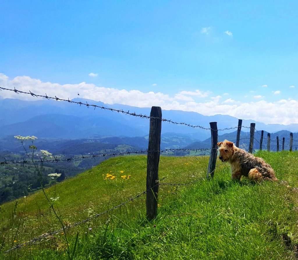 This guy went for a walk with us from the accommodation all the way&hellip;
