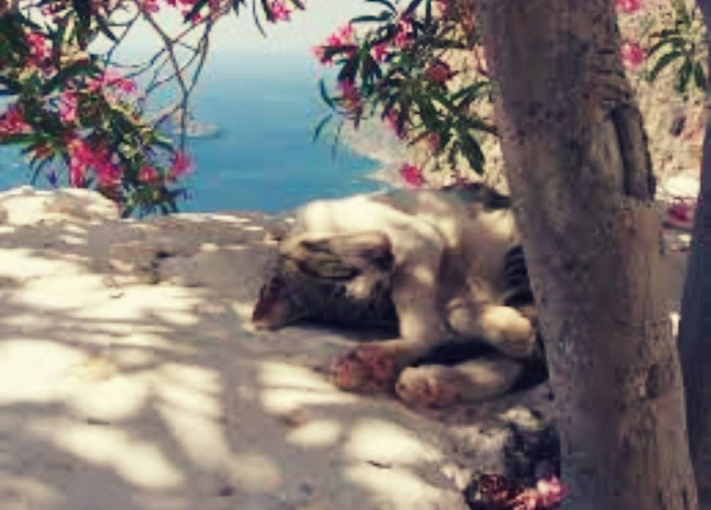 What a lovely cat #cat #instacat #catstagram #lovelycat #rhodes #rodos #greecelover_gr #greece #greecevibe #greekisland…