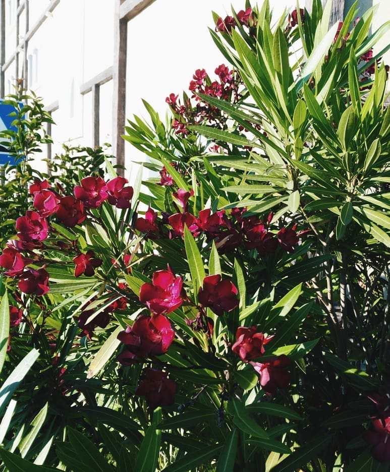 Сириус Ходили заглядывали одним глазком в Сочи Парк. От одного вида аттракционов дух захватывает,&hellip;