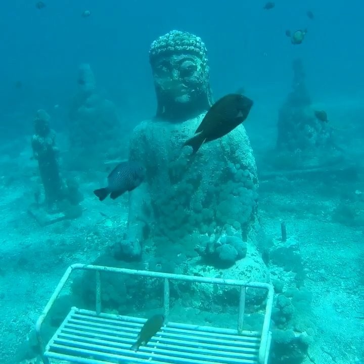 Throw back to Nusa Penida‘s underwater world #underwater #nusapenida #underwaterworld #underwatersculpture #snorkeling #water #ocean…