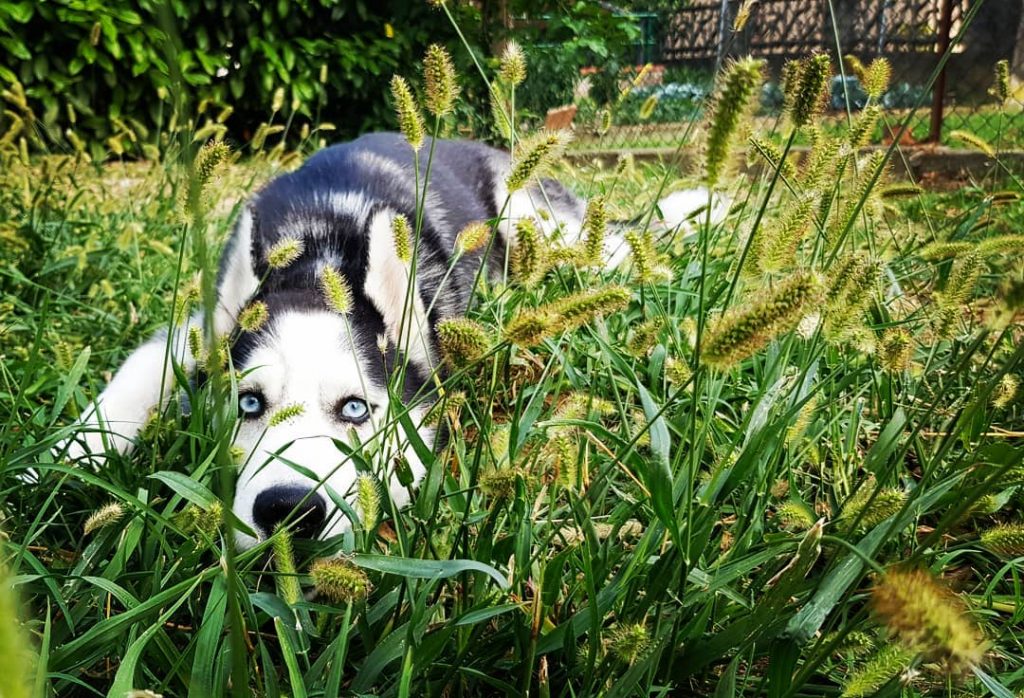 Cu-cu #eyes #ice #siberianhusky #huskypuppy #huskygirl #huskyofinstagram #huskygram #huskylifestyle #huskyworld #huskydog #dogofinstagram #bnesimppl