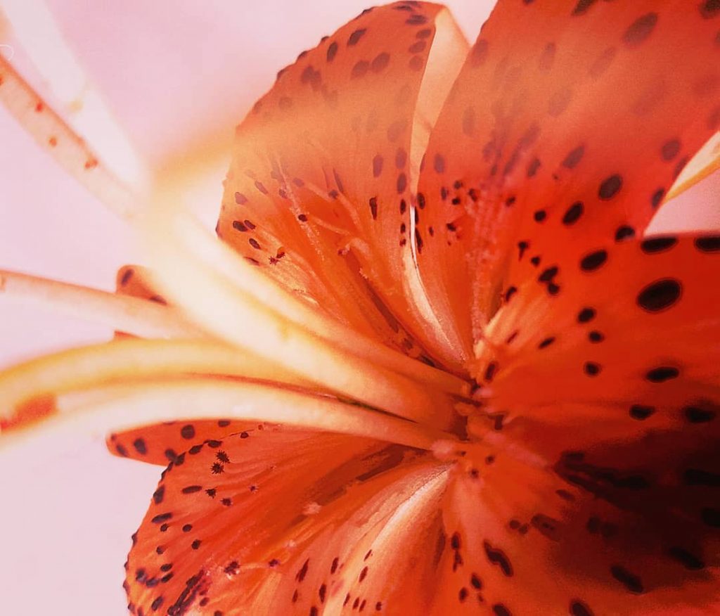 Cvijet treba sunce da postane treba ljubav da postane covjek! . . . .&hellip;