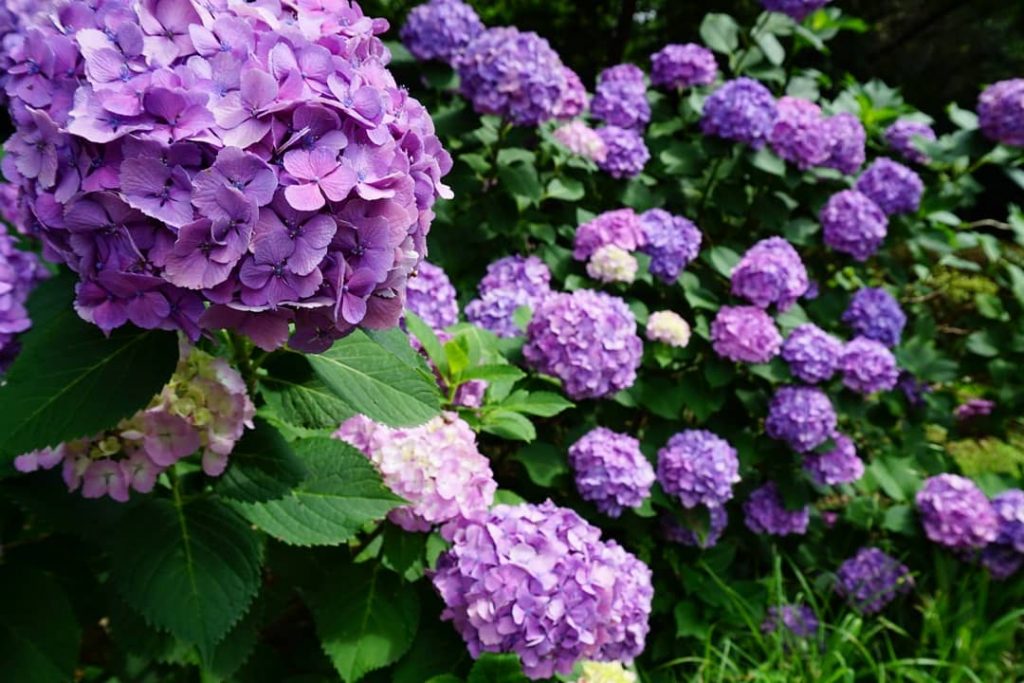 It’s booming good, thats what that is. #japan #japan_of_insta #japantrip #shibapark #hydrangea #summer #flowers&hellip;