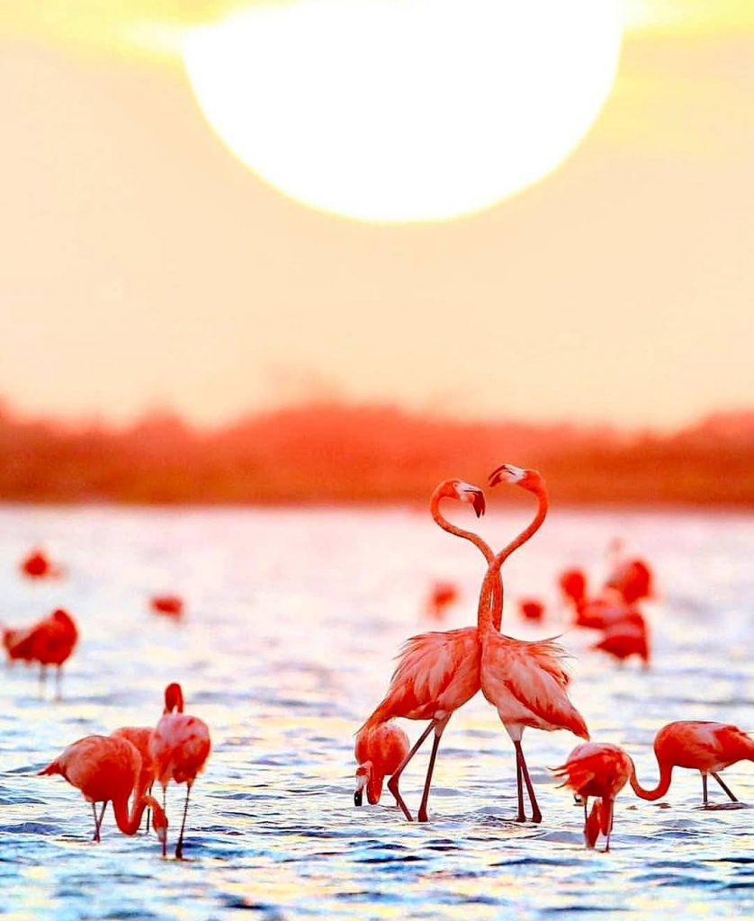 Have a sweet evening #repost @mexiqueauthentique #evening #evasion #flamingo #flamandrose #summer #yucatan #mexico #mexicolife…