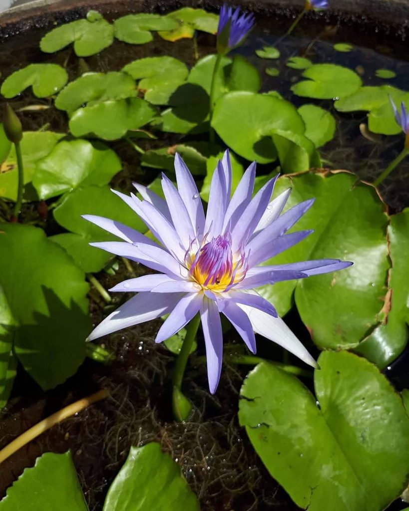 Be strong #flowers #tree #khmer #phnompenh #cambodia #niceplaces #love #lovetravel #likeforfollow #lovely #lonely #likeforlikes&hellip;