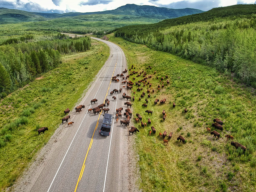 Wildlife viewing continues to be a large part of our experience on this long&hellip;