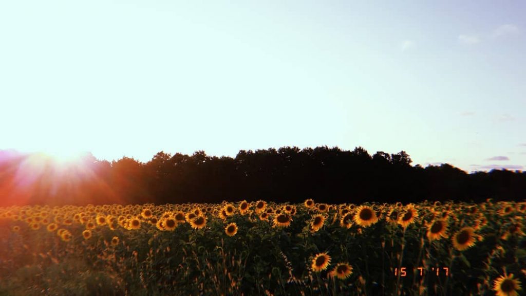 gd morning! ____ #gundondu #gunebakan #aycicegi #trakya #thracian #sunflower #turkiye #turkey #tb #girlsthatwander #hujicam&hellip;