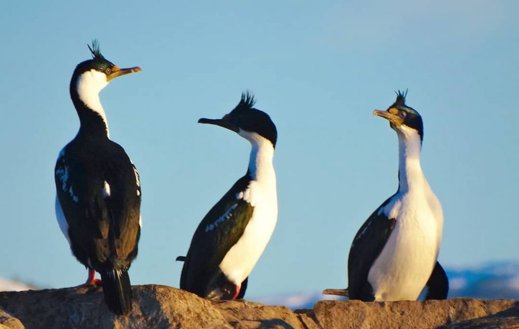 Cormorões Imperiais (Phalacrocorax atriceps). Essas aves vivem por todo o litoral patagônico e encontramos…