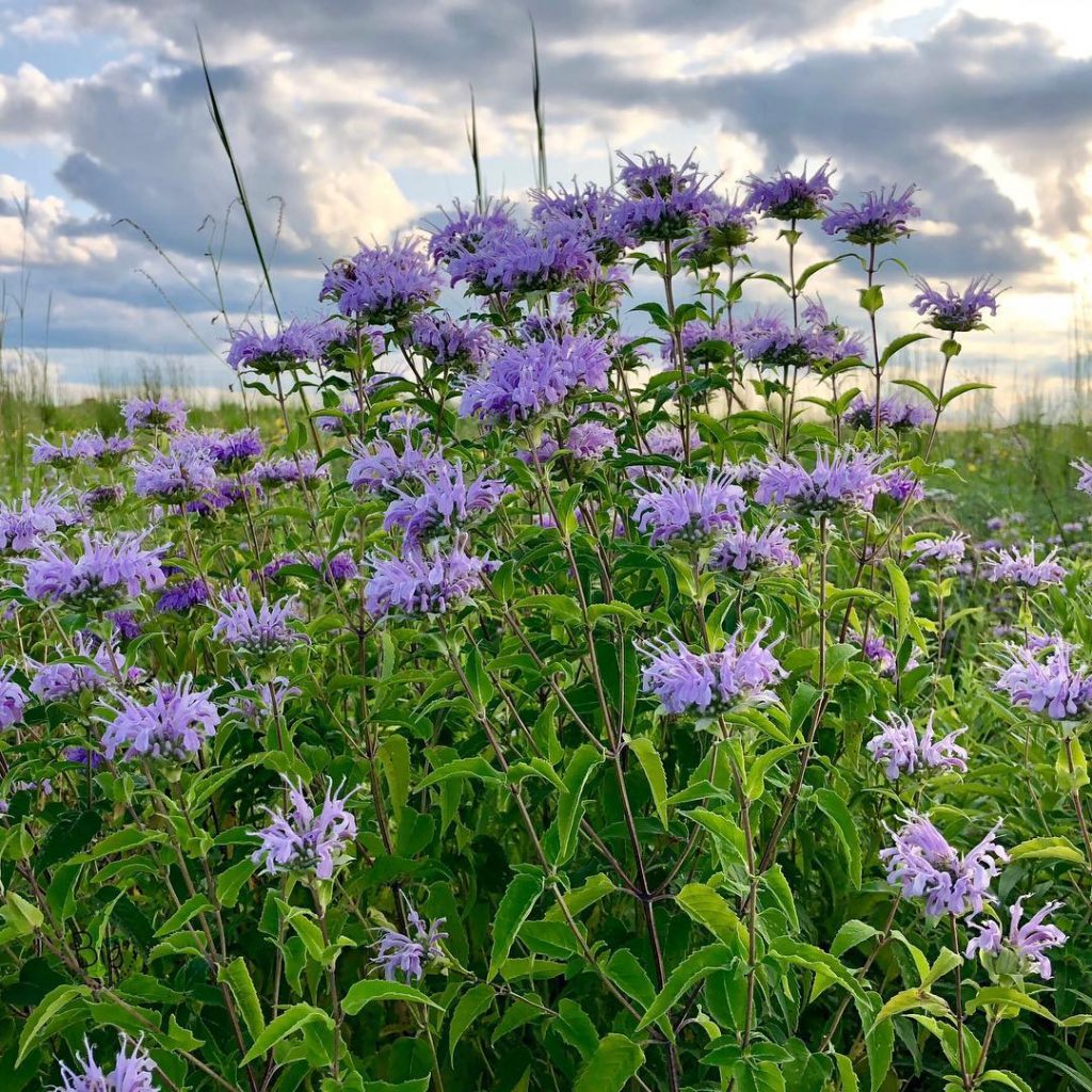 #bergamot #beebalm They are beautiful! . : ©BigDigitalArt 2018 . #Naperville #Illinois #sunset #sundown&hellip;