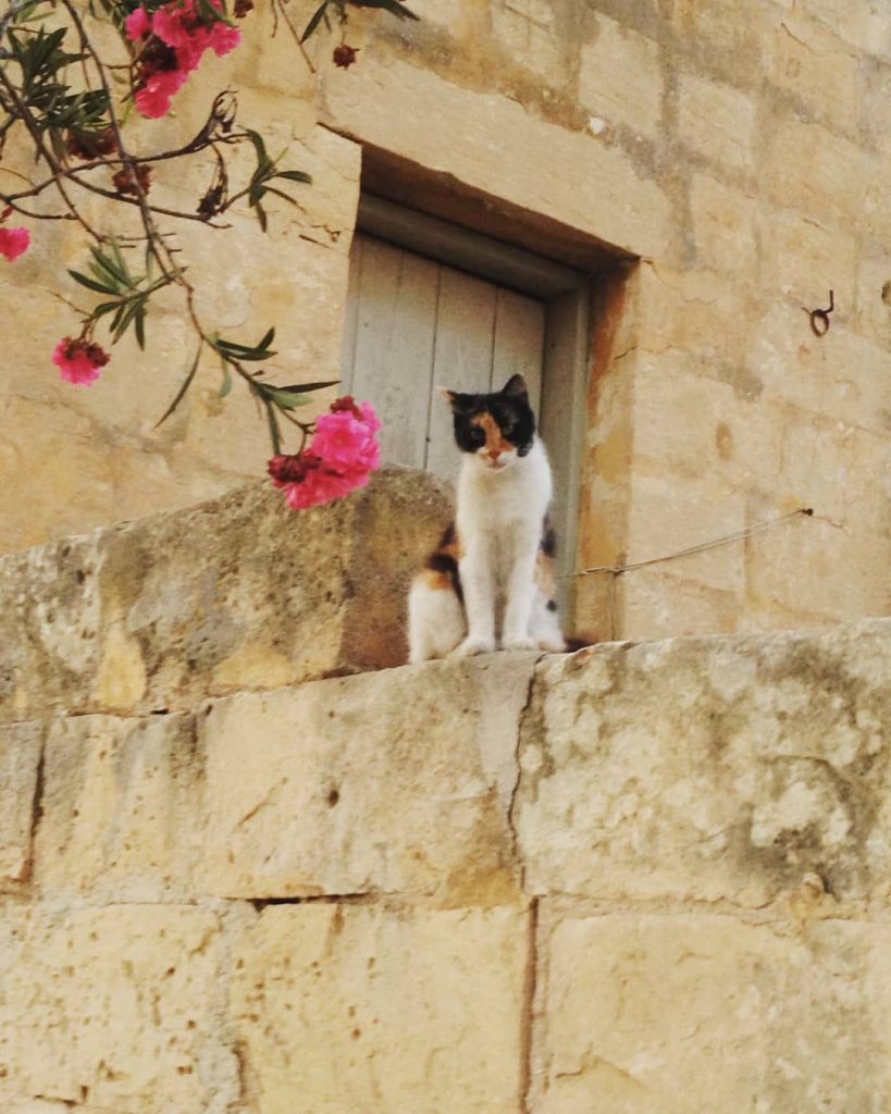 One of thousand of cats of Malta #catsofmalta #cat #kitty #malta #maltaisland #mediterranean #mediterraneansea&hellip;