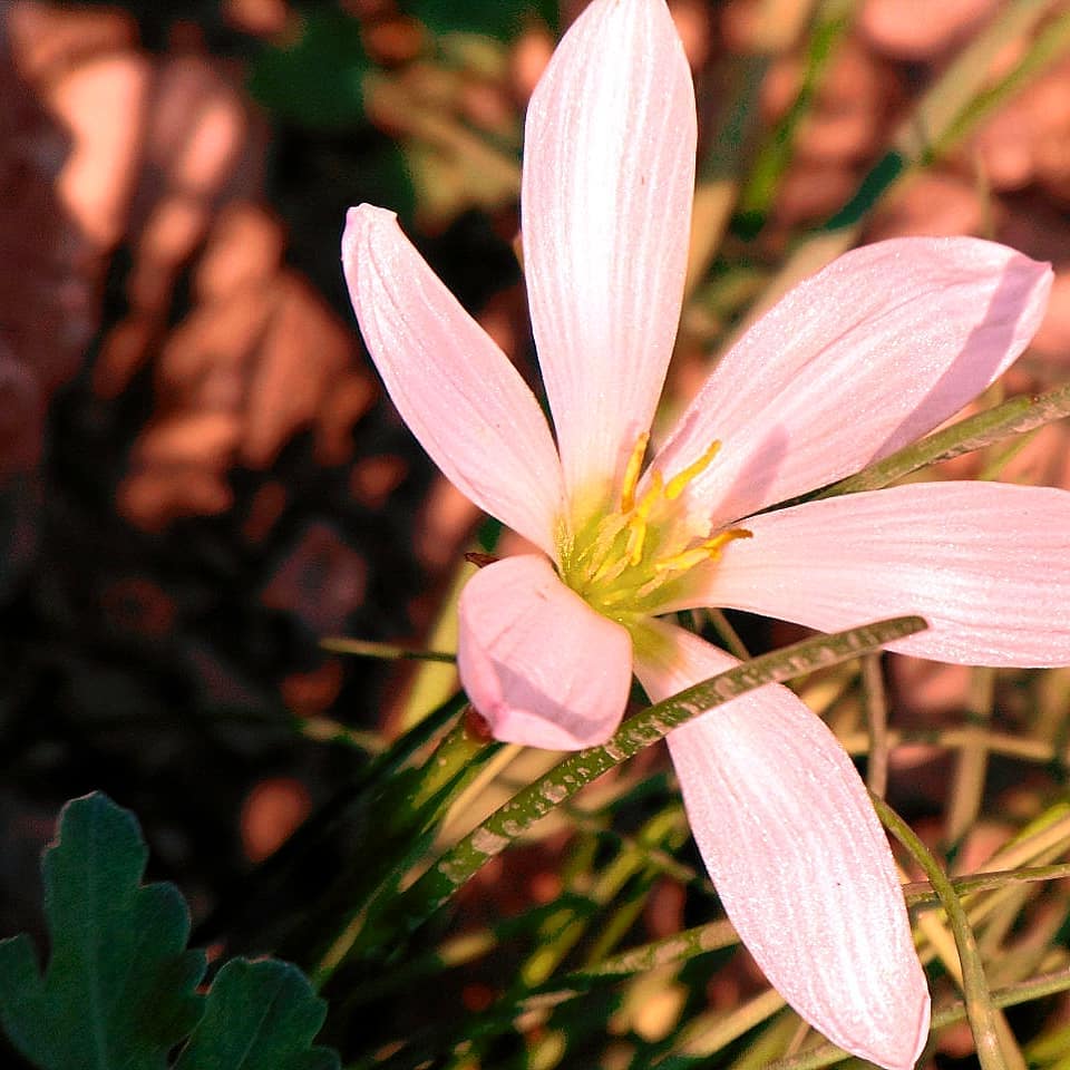 Life is the flower for which love is the honey . . . .&hellip;