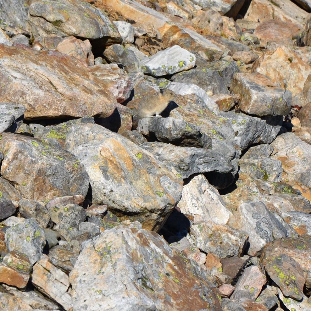 Spot the pika! Couldn’t get any closer, and only spotted it because it made&hellip;