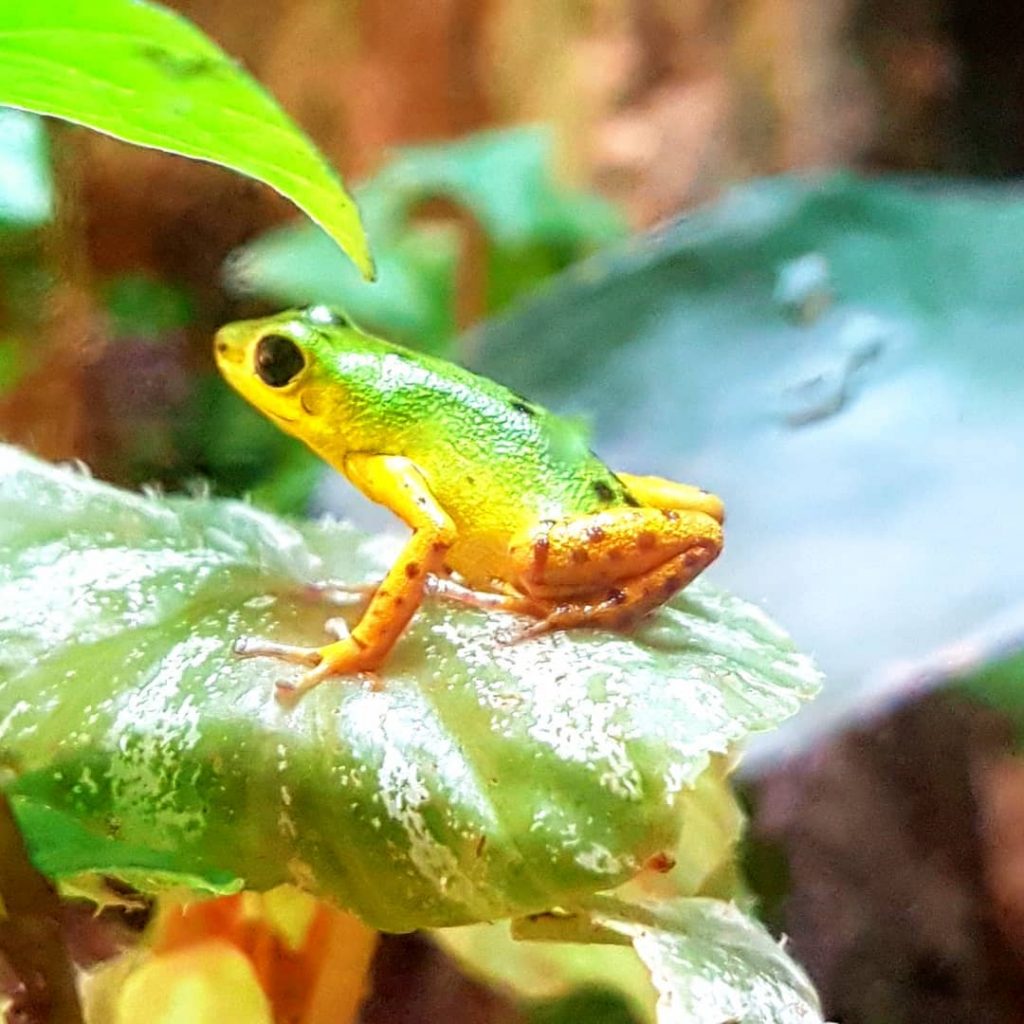 #ozeaneum #ozeanariumlisboa #frog #frosch #smallfrog #urlaub #holiday #sun #sunny #city #happy #travel #reisen #enjoyyourlife&hellip;