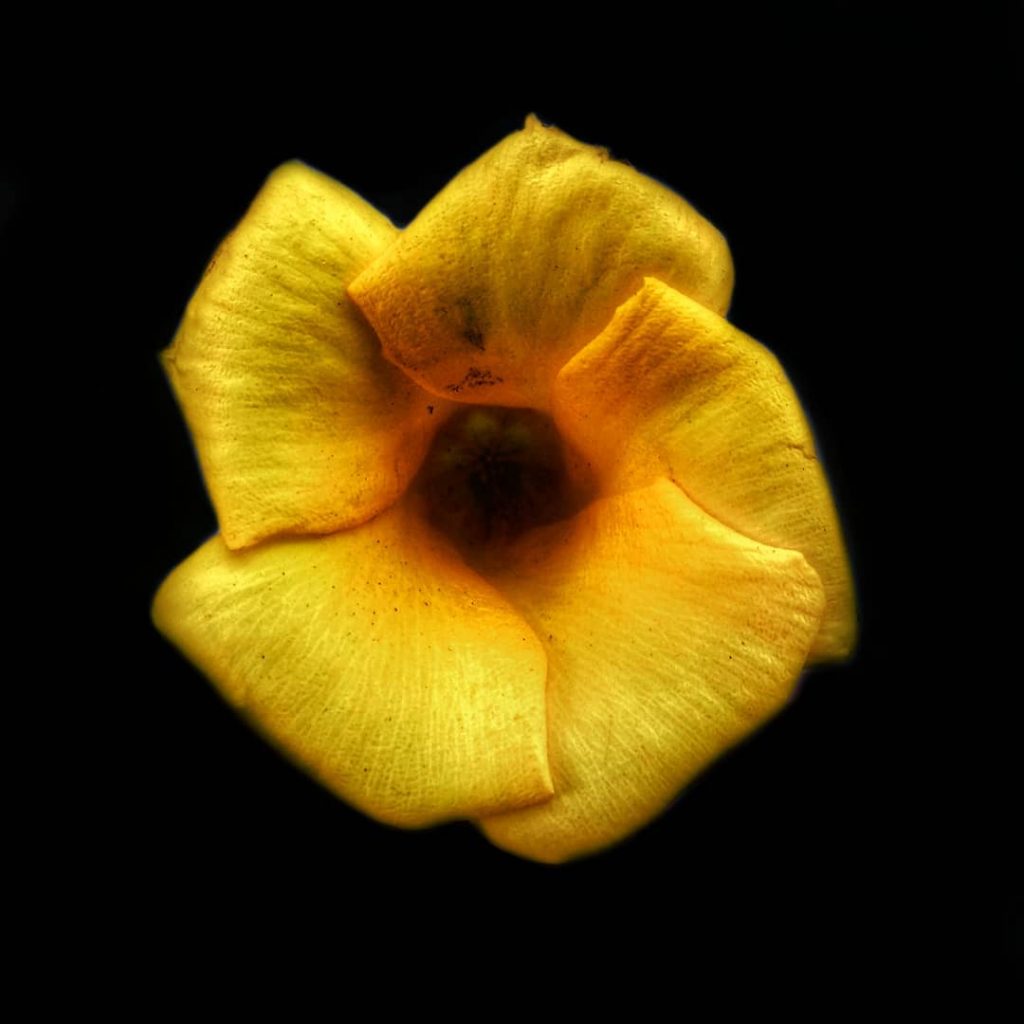 Q. What makes a flower Beautiful ??? Ans. Its Potrait #mohitjindalphotos #mia1photography #xiaomiphotography #NewDelhi&hellip;