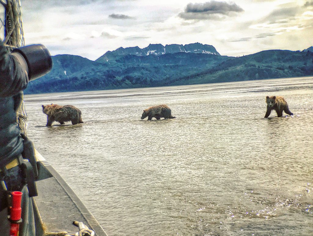 Wow. Just wow! An amazing day spent watching these massive bears in their own&hellip;