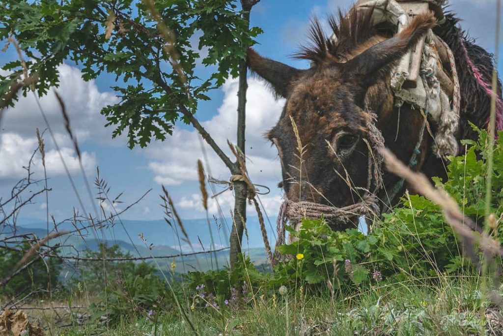After a long hike uphill, this vegetarian donkey, that’s named Marco, replenished his&hellip;
