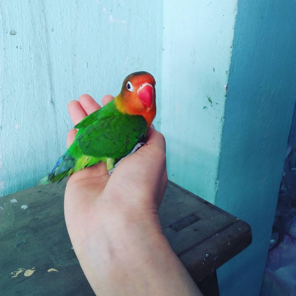 Bird #parrots #travelwriter #travel #instatravel #travelgram #tourism #instago #passportready #travelblogger #wanderlust #ilovetravel #writetotravel #instatravelling&hellip;