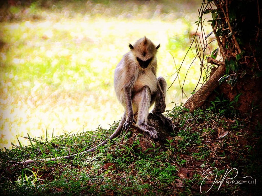 Today one more pic from Sri Lanka. | Heute ein Bild mehr von Sri&hellip;