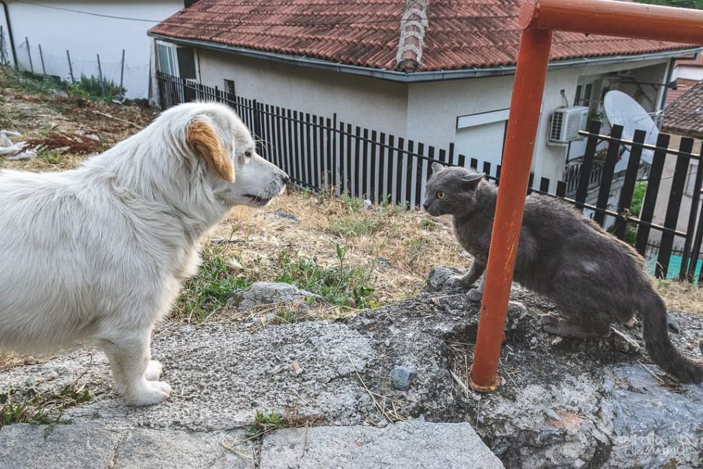 The classic story of cat vs. dog. Dog wants to play, cat says&hellip;