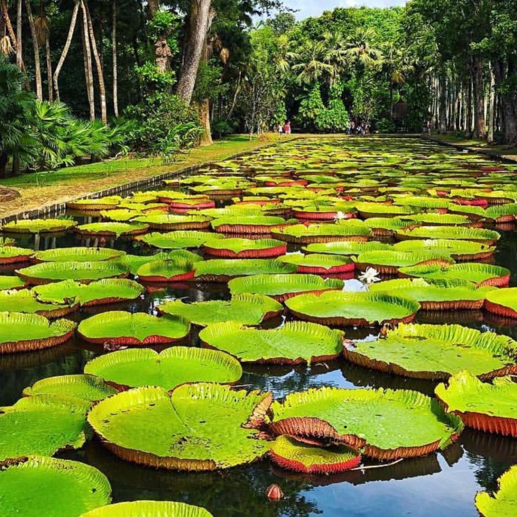 It’s been a while since we were in Mauritius. We might go again this…