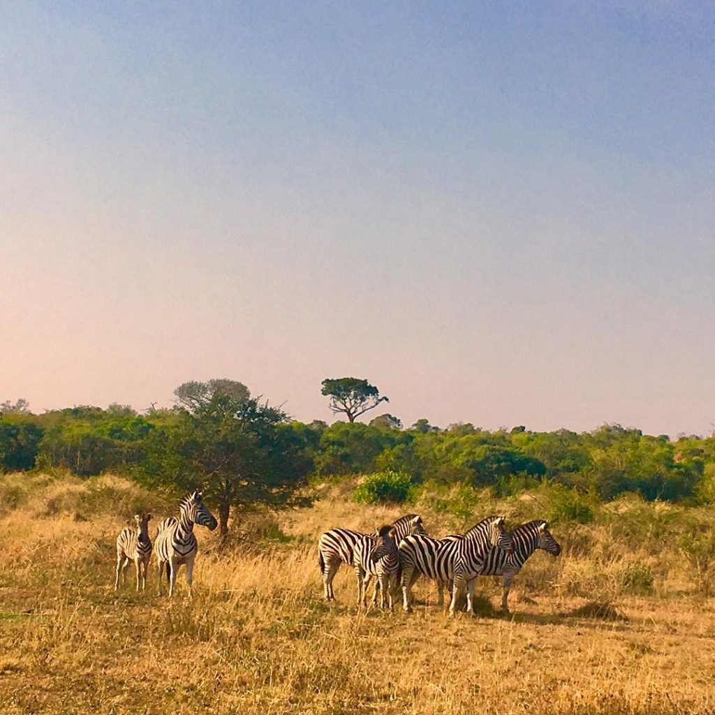 #zebra #travel #southafrica #animals #kzntourism #wander #travel #hluhluwe #traveldeeper #localislekker #traveler #travelbug #traveling #travelphotography&hellip;