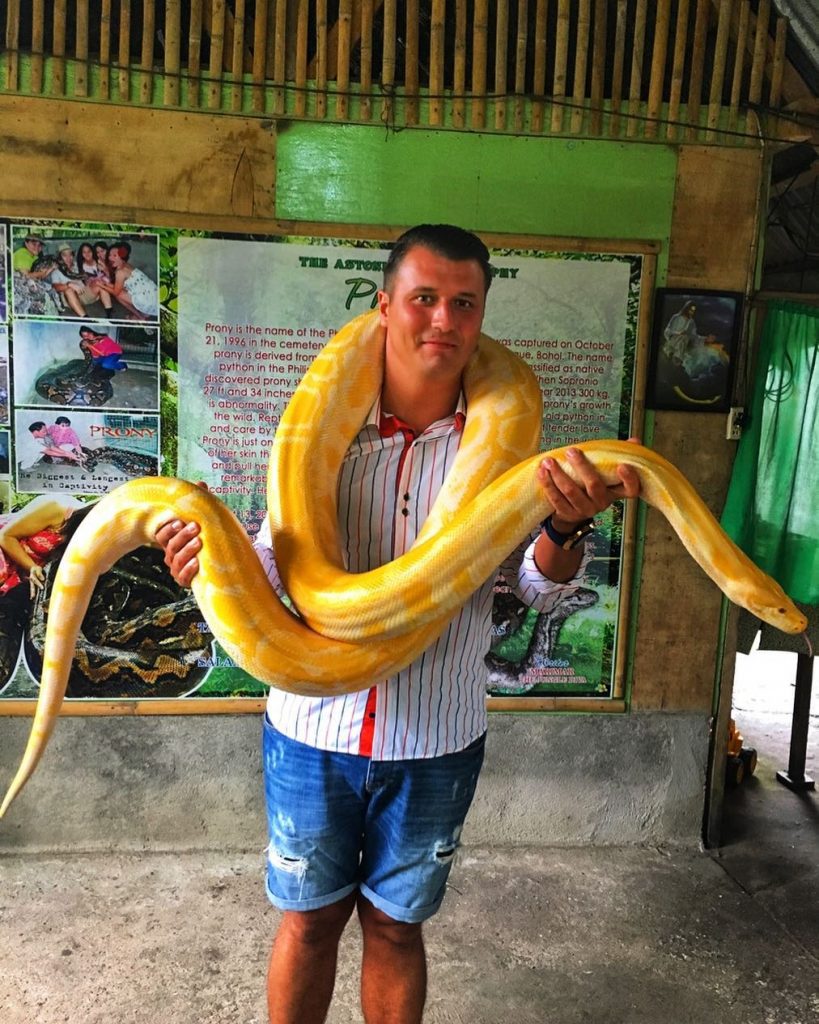 Somehow still smiling, I could say ???? The Burmese python (Python bivittatus) is one…