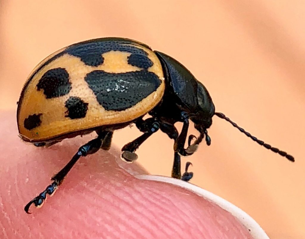 yellow #spotted cucumber #beetle . : ©BigDigitalArt 2018 . #shareyoursuburb #bnesimppl #bugs #bugsofinstagram #wildlife&hellip;