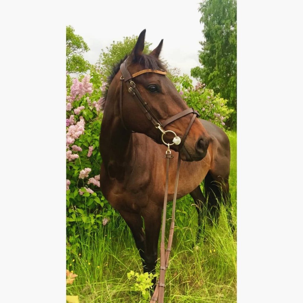 #citybestpics #vacations #wu_europe #bestcitybreaks #super_europe #europe_gallery #hello_rooftops #createexplore #horse #horses #animal #visualambassadors #earthpixnz #map_of_ourplanet&hellip;