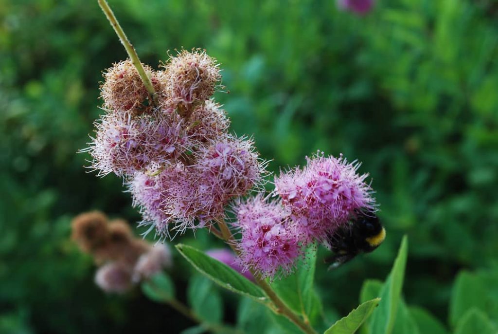 #Russia #travelRussia #Kareliya ◎ #color #sammer #travel #nature ~ ~ ~ #instadaily #tbt #instalike&hellip;