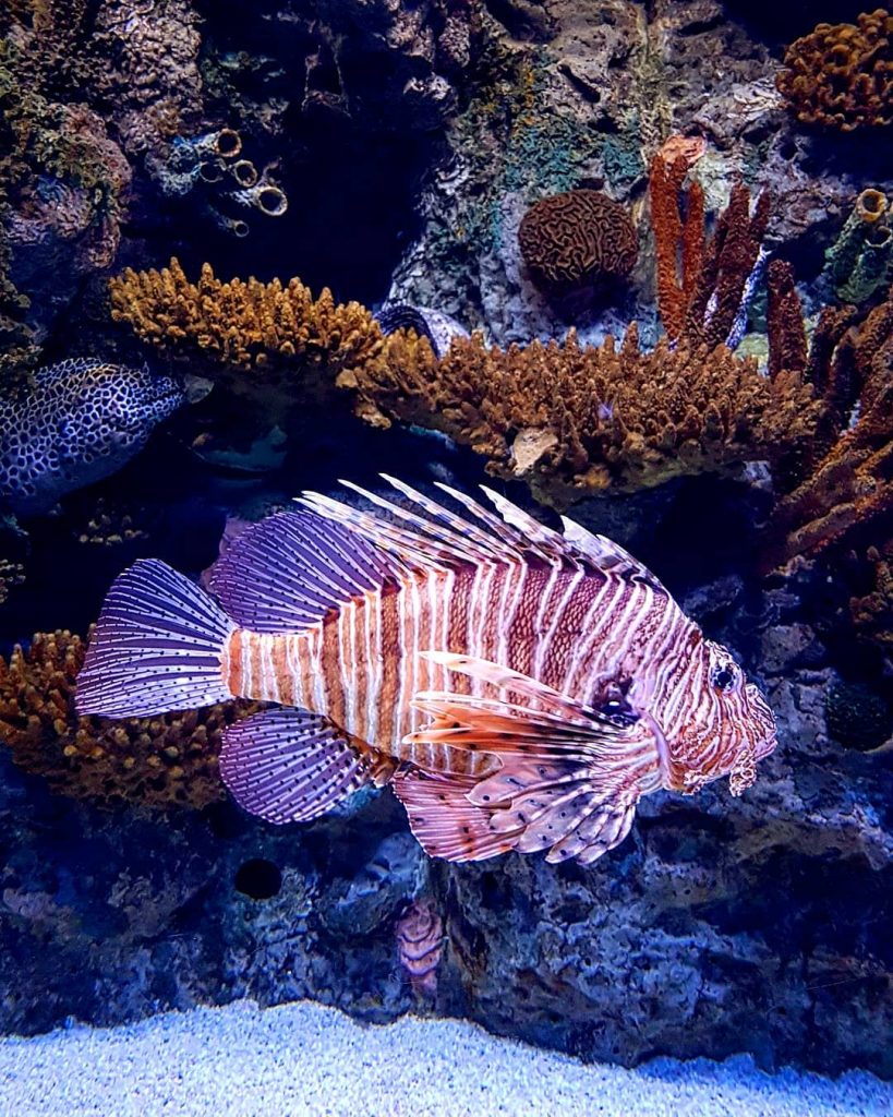 #ozeaneum #ozeanariumlisboa #fish #korallenfische #coralfish #urlaub #holiday #sun #sunny #city #happy #travel #reisen #enjoyyourlife&hellip;