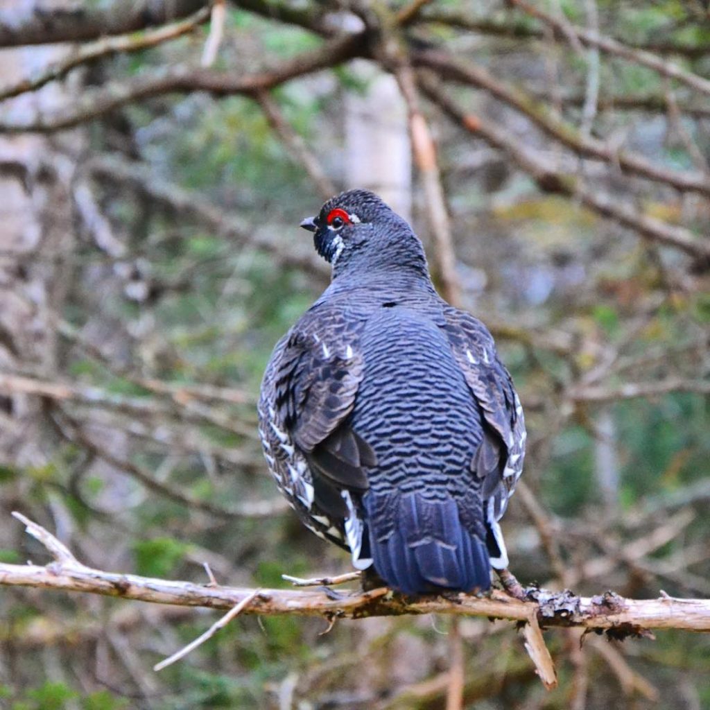 I believe this is a male Spruce Grouse spotted on the walk up to&hellip;