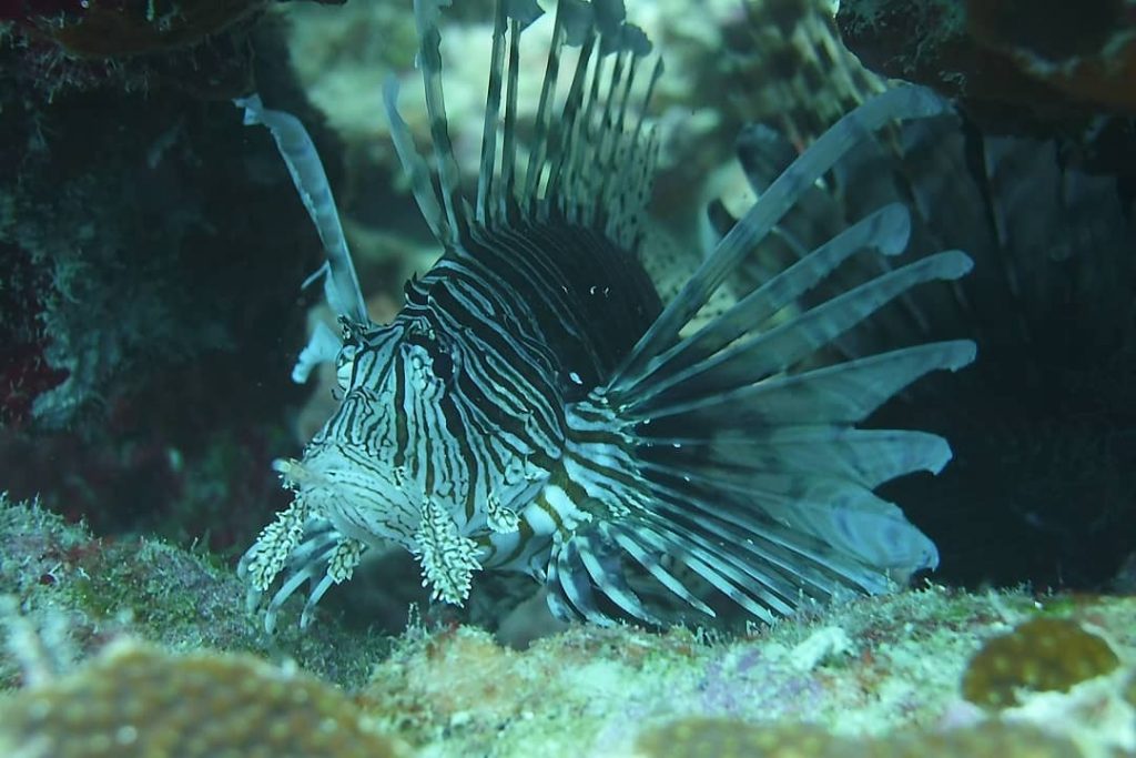 faszinating to watch ???????????? #bonaire #bonairebangers #andrea2 #abcislands #caribbean #iscubatoo #descendwithease #scubadiving #lionfish #discovertheworld&hellip;